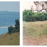 Illustration 3 le site de Loango (vue de loin) et les trois manguiers qui servaient de comptoirs