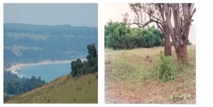 Illustration 3 le site de Loango (vue de loin) et les trois manguiers qui servaient de comptoirs