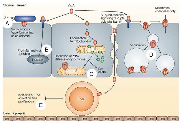 Figure 8 Helicobacter pylori Etude bactériologique des premières souches isolées à l’Hôpital Bologhine Ibn Ziri Figure 8 Helicobacter pylori Etude bactériologique des premières souches isolées à l’Hôpital Bologhine Ibn Ziri