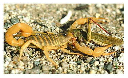 Scorpion femelle datant Scorpion mâle Egypte rencontres
