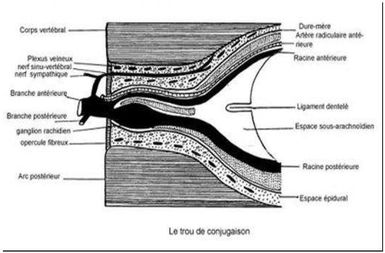 Conséquences De Tension Excessive De La Dure mère Photo INSERTIONS DE LA DURE-MERE SUR LE RACHIS Une anatomie redécouverte 38
