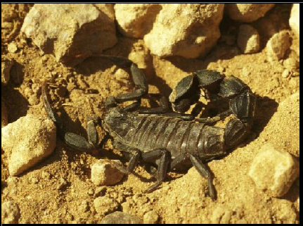 Figure 4 Les envenimations scorpioniques au Maroc