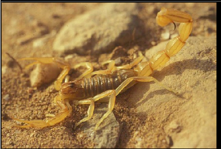 Figure 6 Les envenimations scorpioniques au Maroc