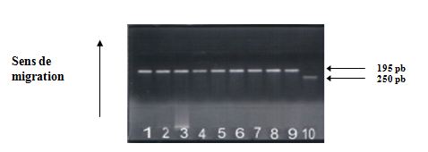 Polymorphisme A G en position (+49) de l’exon 1 du gène du CTLA-4