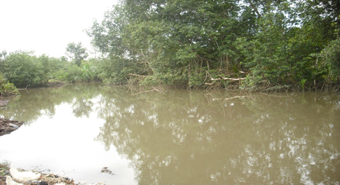 Vue partielle de la forêt de mangrove le long d’un chenal à Youpwe