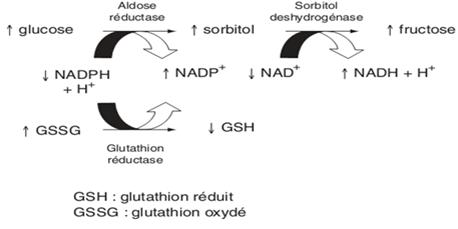 Déplétion du glutathion par la voie des polyols [Bonnefont-Rousselot., 2004]