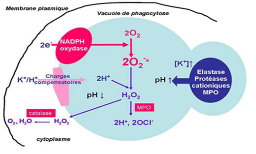 Métabolisme oxydatif du neutrophile [Reeves., 2002]