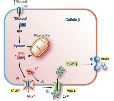 Stimulation de la sécrétion de l’insuline par le glucose [Dolz., 2008]