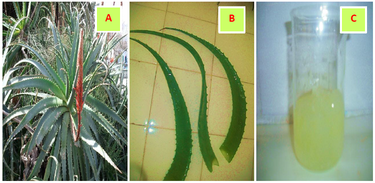 (A) Aloe arborescens étudiée, (B) feuilles, (C) gel (A) Aloe arborescens étudiée, (B) feuilles, (C) gel