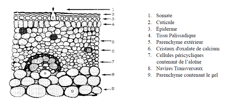 II.1. Structure et anatomie de la feuille