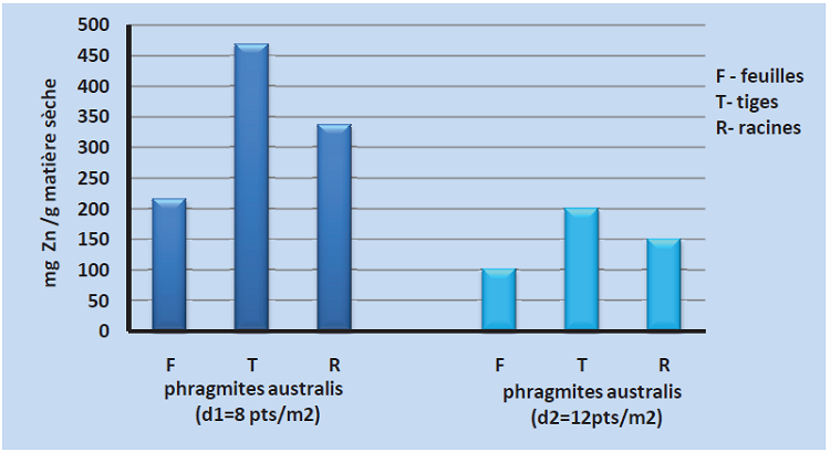 Accumulation du zinc au niveau des organes des Phragmite Australis